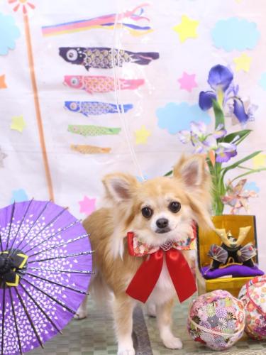 20240511りるちゃん